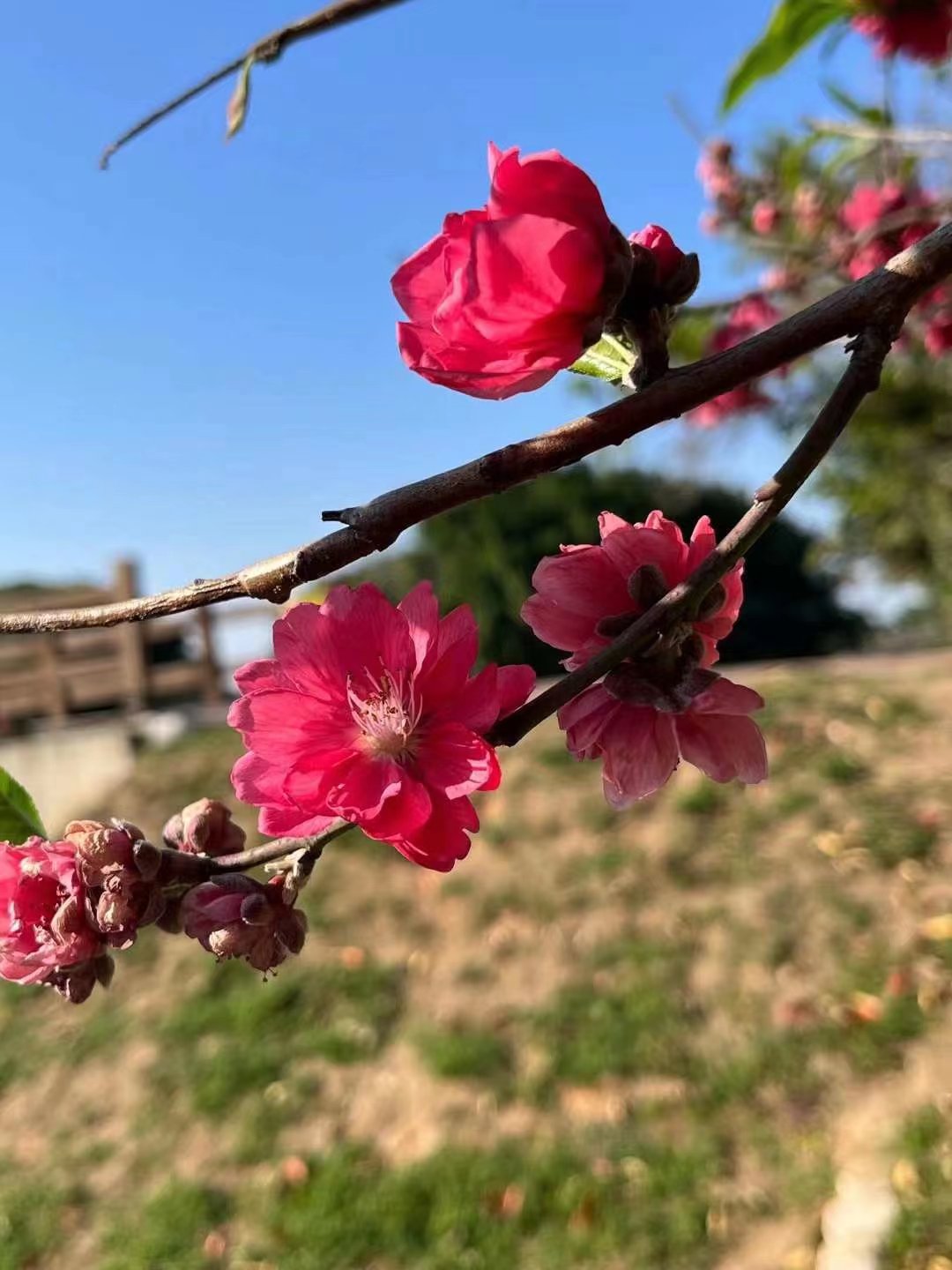 5.98万缤果实测,5.98万缤果配置