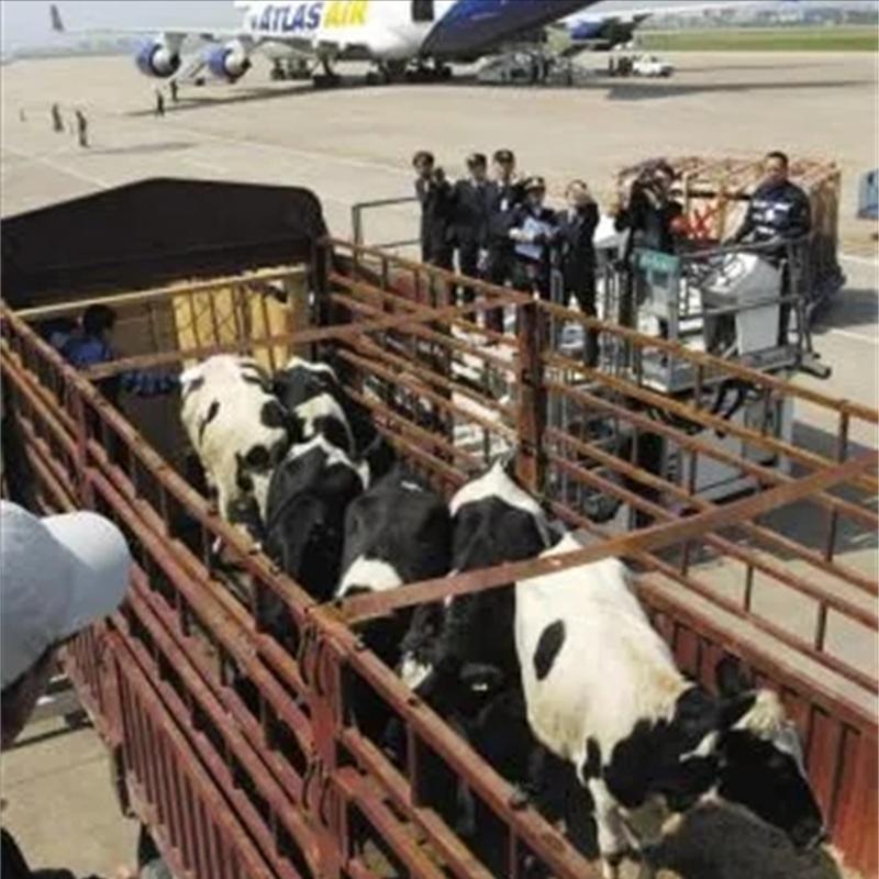 2006年，政府牵头组织租给日方千余亩地，日本人却闲置多年，为何