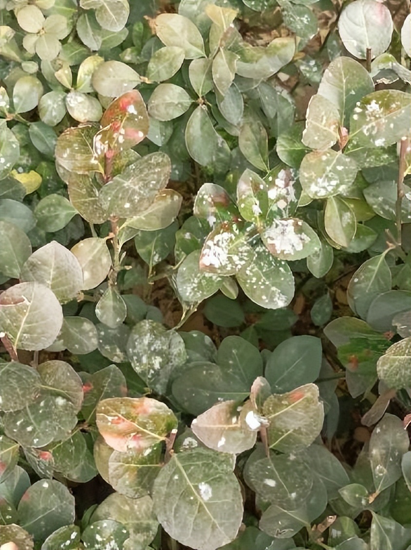 12月份园林绿化养护工作重点,元月份园林养护重点工作