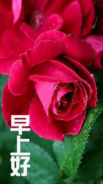 朋友圈早上好问候语表情包,最新早上好问候表情图