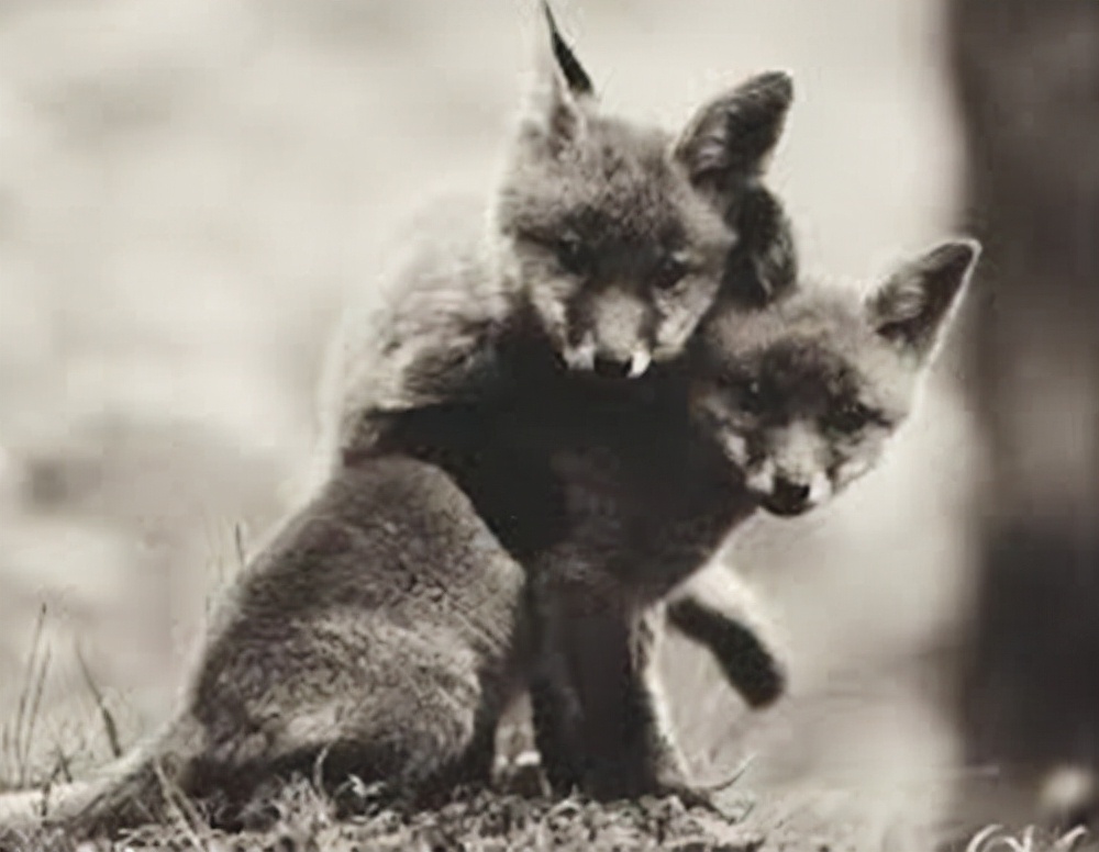 动物报复人类事例的真实故事,动物复仇的真实事件