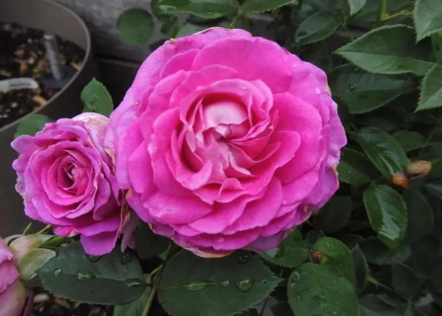 蓝莓蛋糕桔子蛋糕,人气蛋糕推荐蓝莓蛋糕