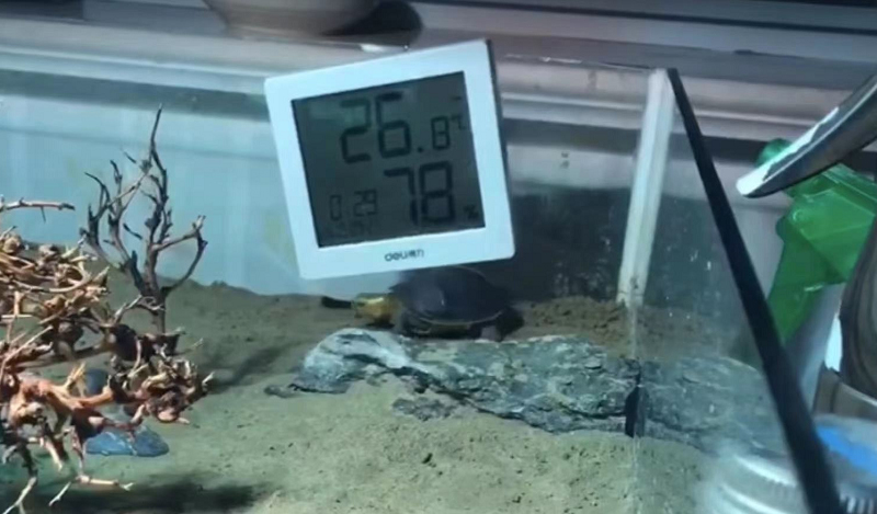 黄缘龟和黄喉拟水龟的区别,黄缘龟是陆龟还是水龟