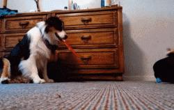 “这狗我认识，考试坐我旁边。”你什么时候被宠物的智商震惊过？