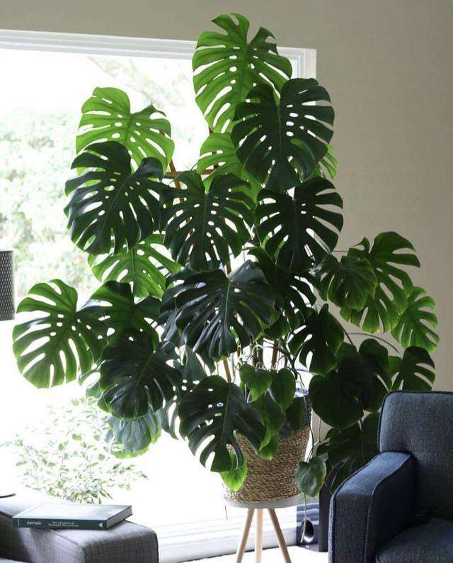 十种最吉利的镇宅绿植盆栽,阳台旺宅的大盆栽花