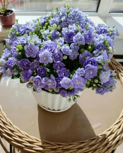 重瓣丹麦风铃花为什么养不活,重瓣风铃花该怎么养