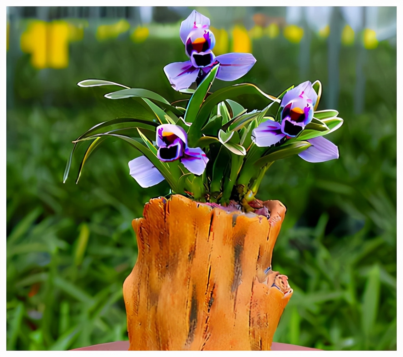 建兰金边紫月荷,建兰紫月荷视频