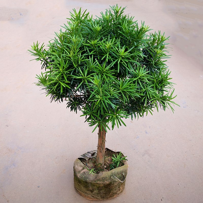 百花齐放春意浓群芳争艳,百花齐放喜迎新春