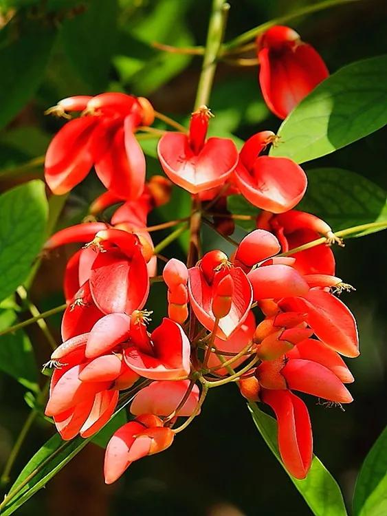 世界各国国花一览表,南美洲各国国花