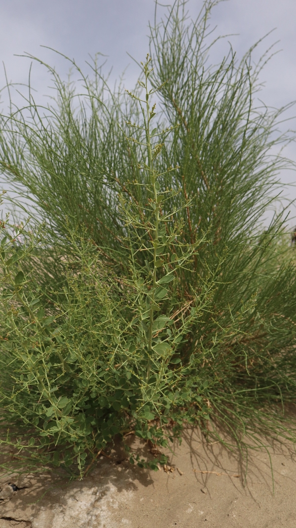 农二师哪个团有防沙治沙项目,一师十一团