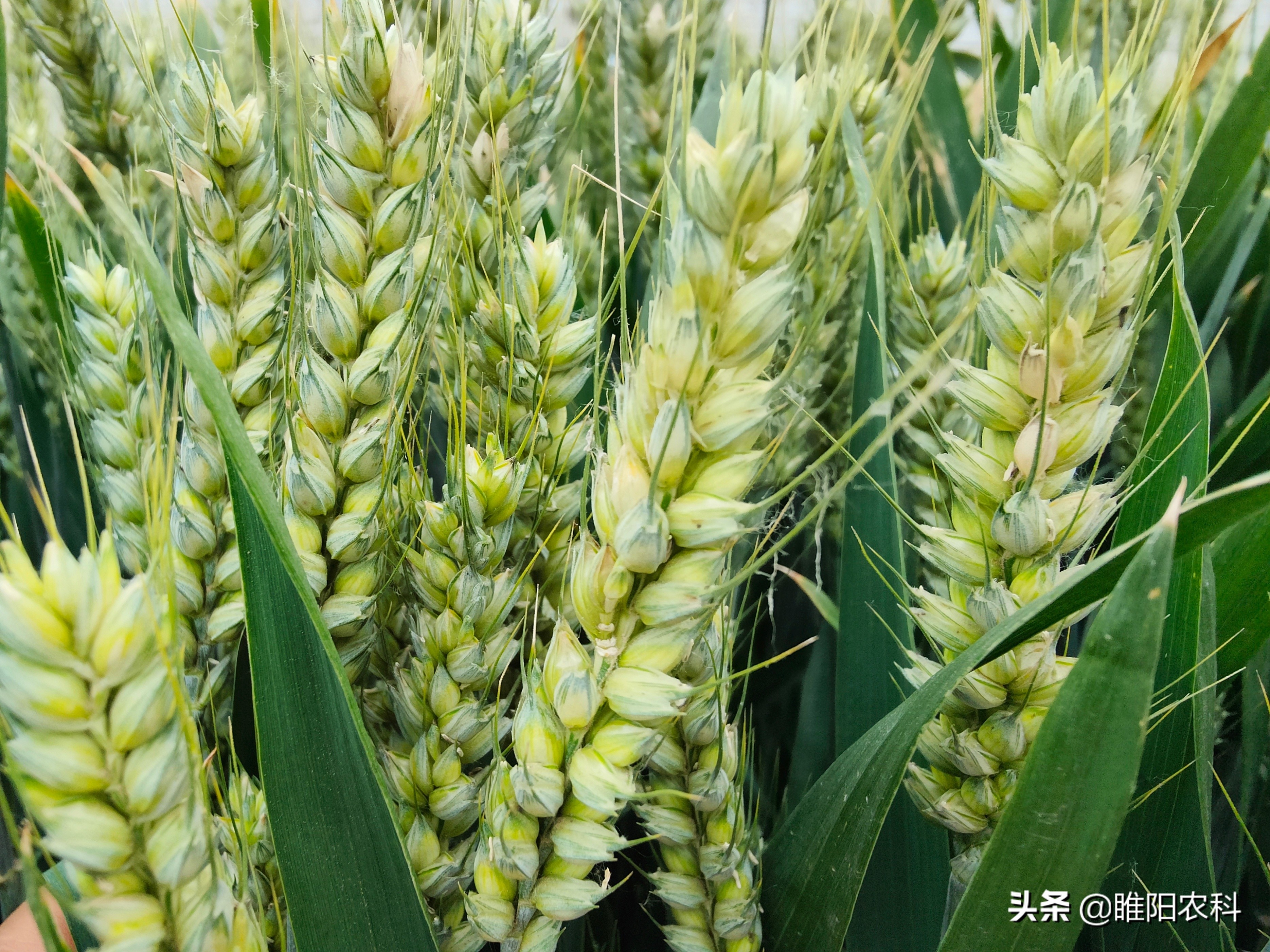 小麦亩产超1600斤高产管理技术,产量最高的小麦2600斤