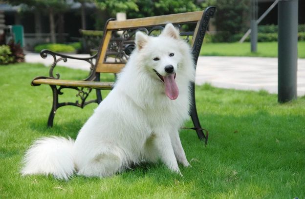 狗狗拉稀是什么原因该如何处理,狗狗拉稀怎么办找对原因对症下药