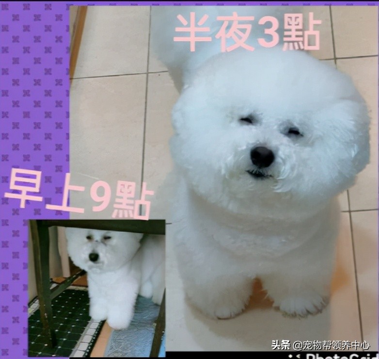 比熊半夜饿醒要不要喂,比熊半夜醒