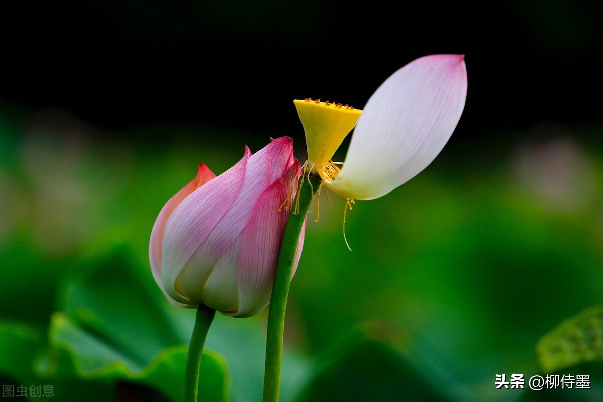 如何拍出有情感的荷花摄影作品,荷花照片怎么拍出高级感