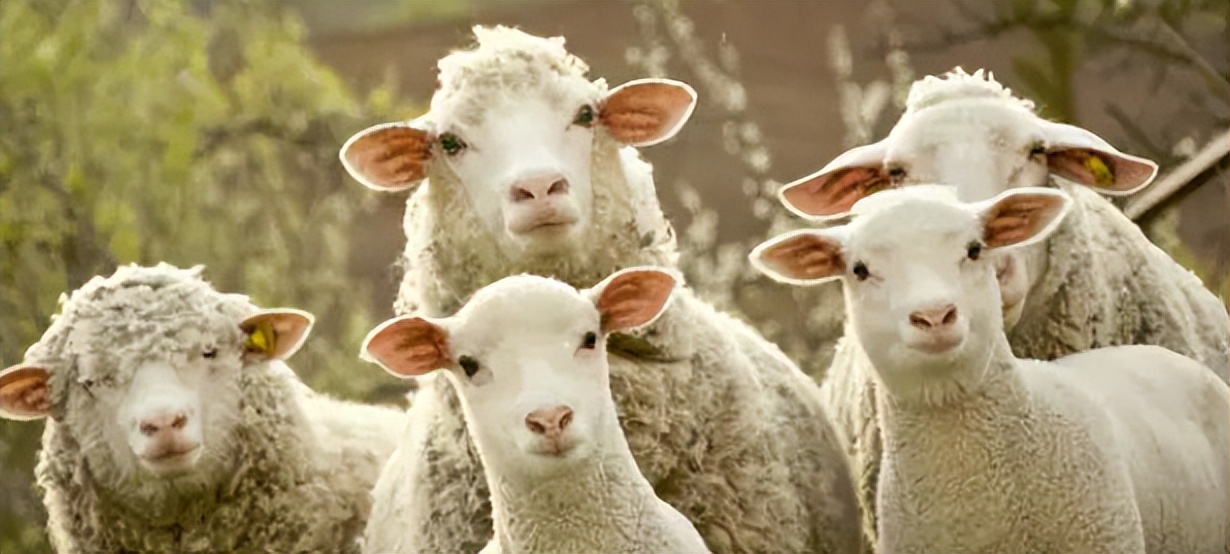 买全羊绵羊和山羊怎么区分,新疆羊肉绵羊和山羊哪个好吃