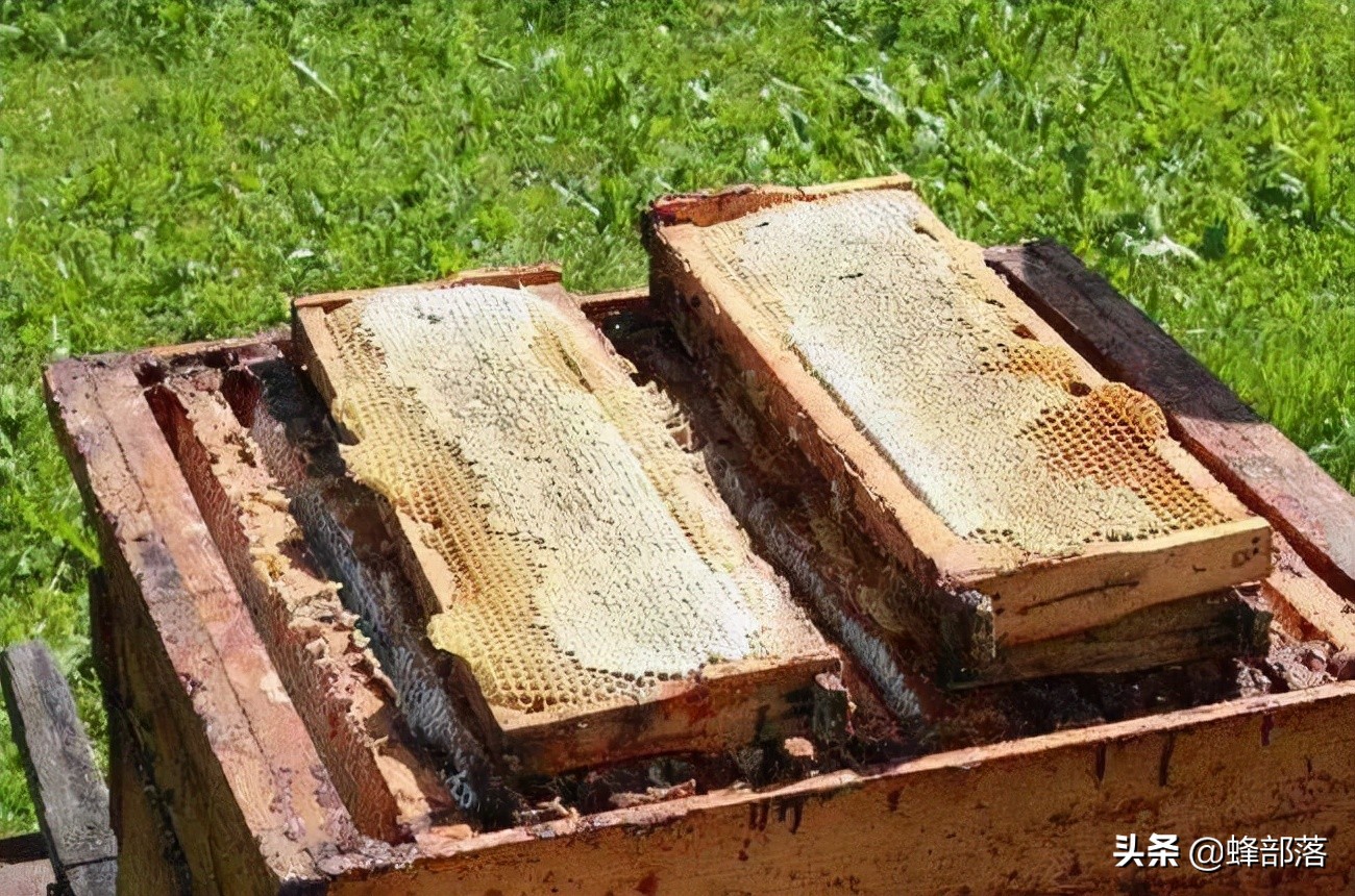 养蜂人蜂蜜产量,养蜂人新发明