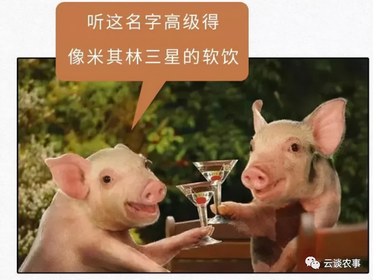 母猪的产后护理小说,母猪的产后护理书籍