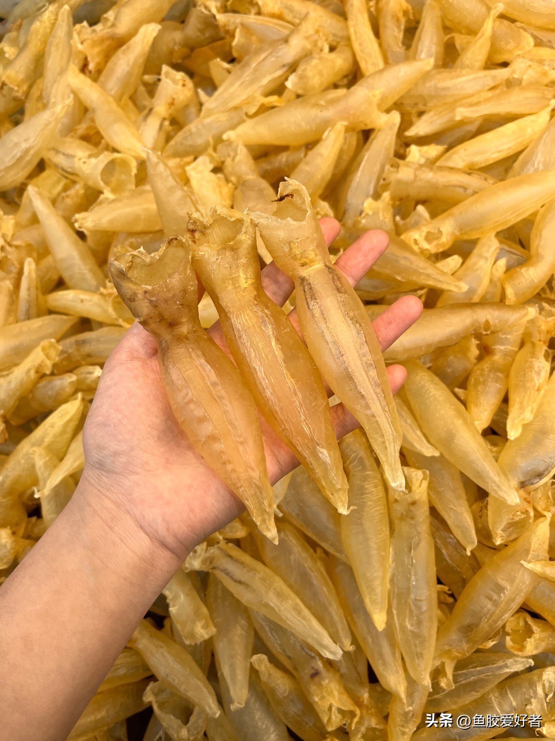 广东的鱼胶是不是智商税,吃鱼胶是交智商税吗