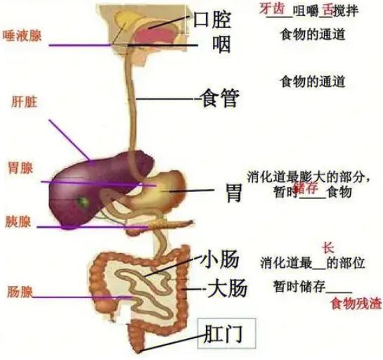 动物几个特殊的排泄器官,每种动物都有排尿系统