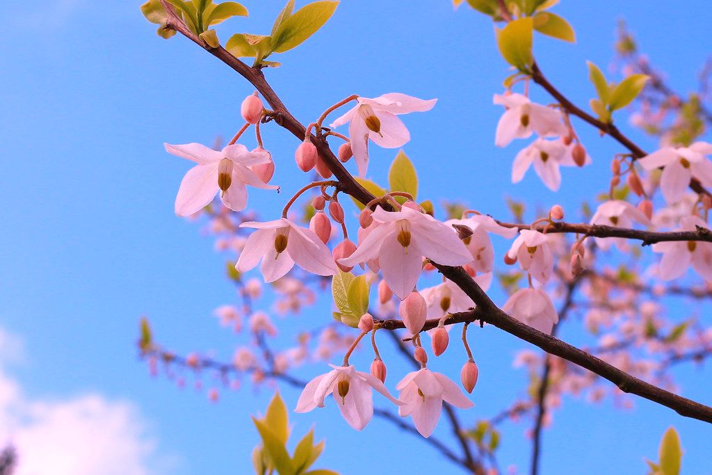 树卖多少钱一棵,什么树栽一棵值钱上十万元