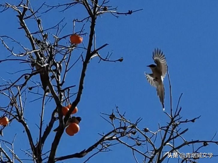 七绝夕阳吟,夕阳晚霞原创诗词七绝