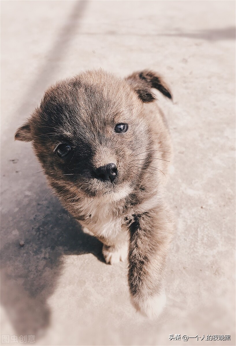 狗狗突然反常是怎么回事,狗狗突然变得很反常