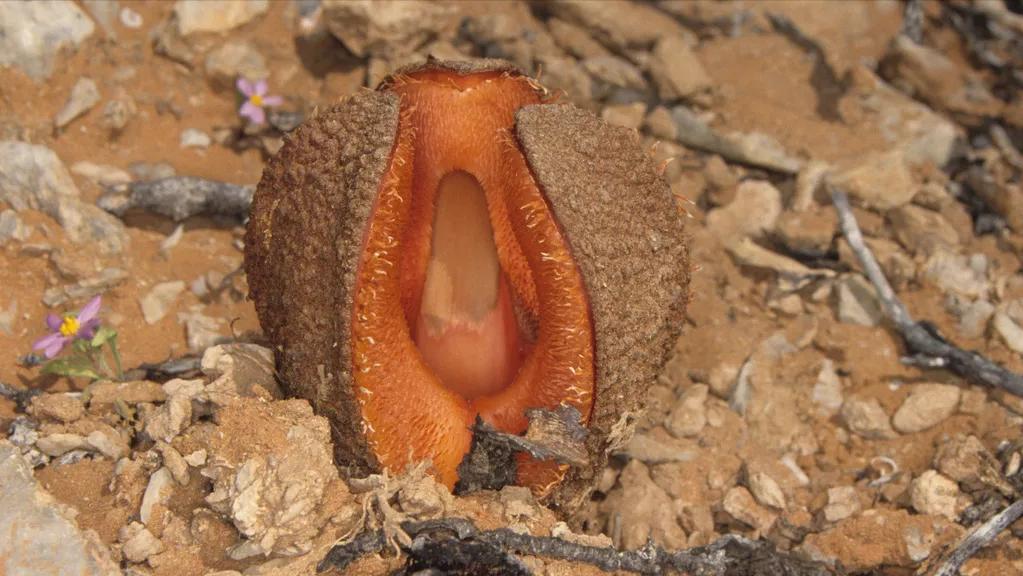 世界上最大的食人花植物,世界上排名前十的食人花