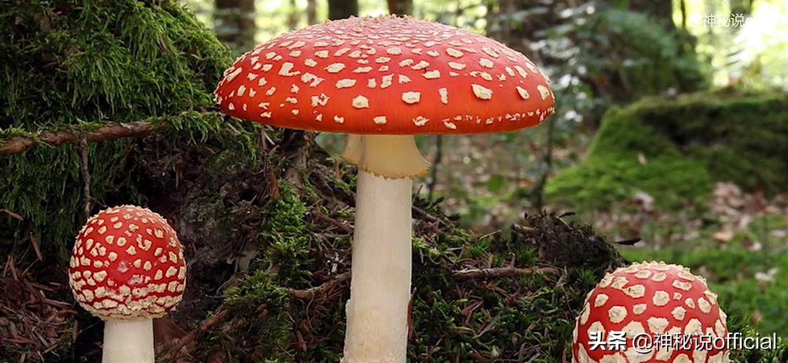 2021诡异童谣预言，红伞、躺板、埋山，一切是巧合还是早有预谋？