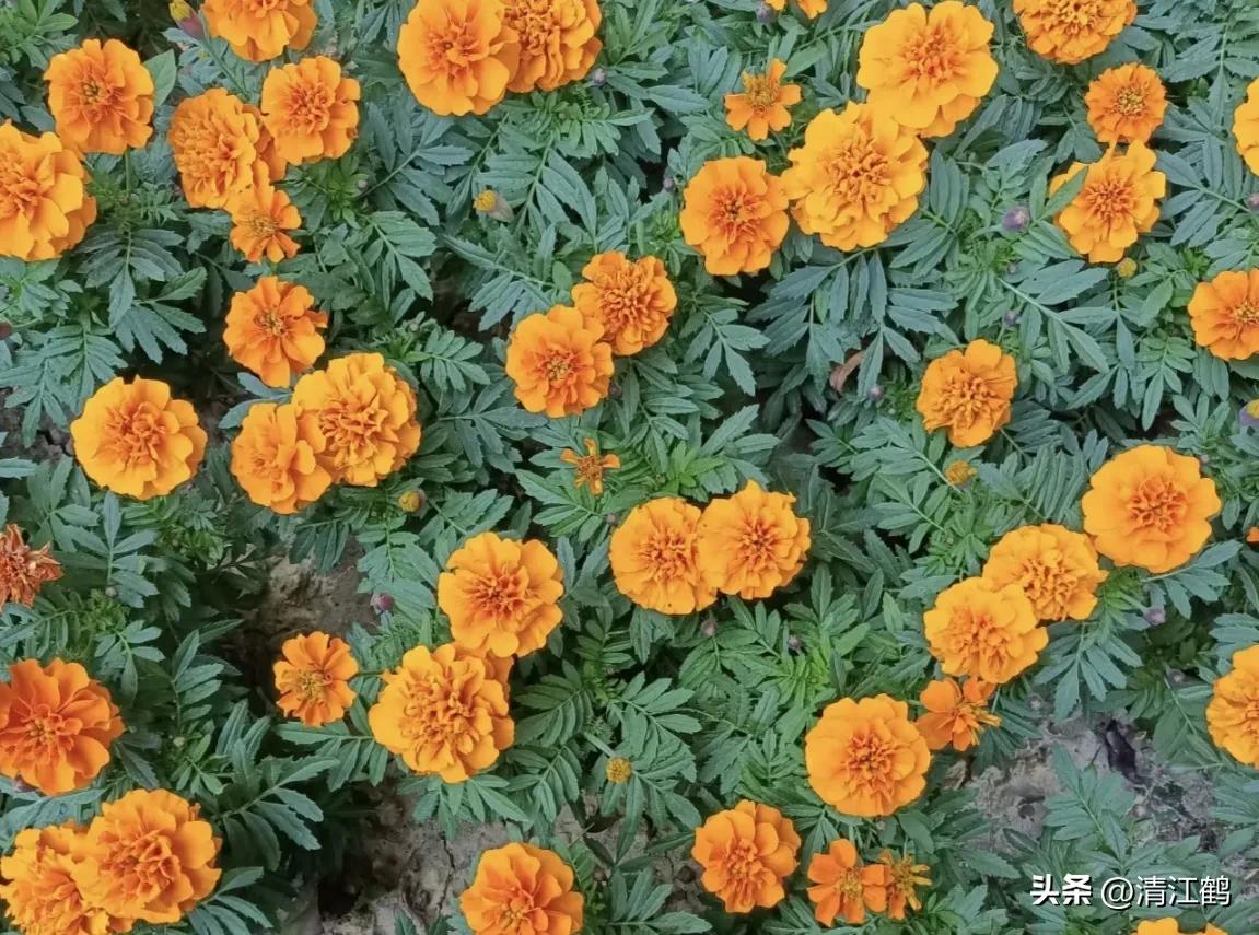 菊花盆栽枯萎后第二年能长新芽吗,刚买回来的菊花花朵枯萎了怎么救