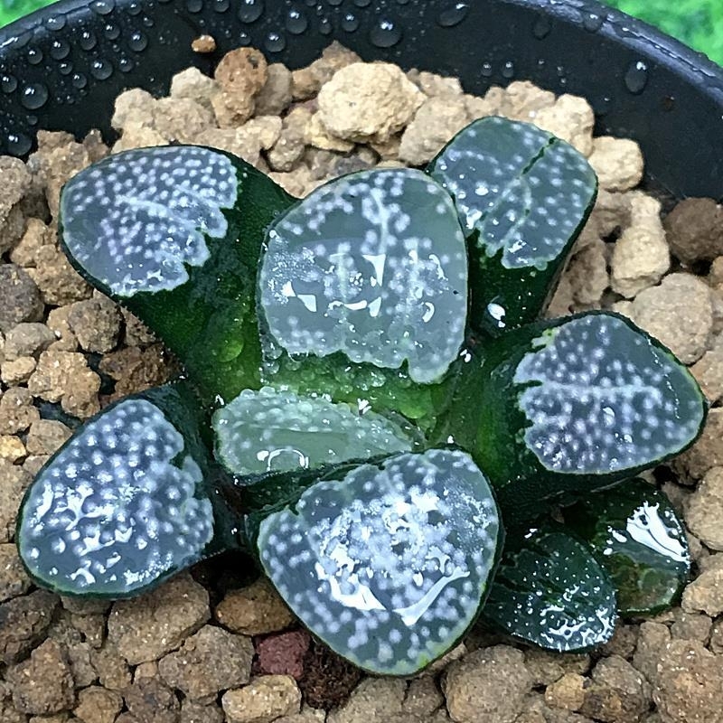 花看久了也厌了什么意思,花看腻了怎么办