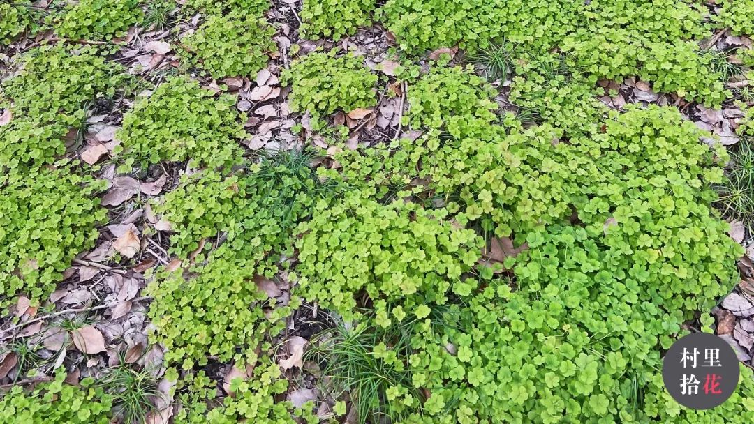 红花酢浆草简介,红花酢浆草喜欢酸性还是碱性土壤