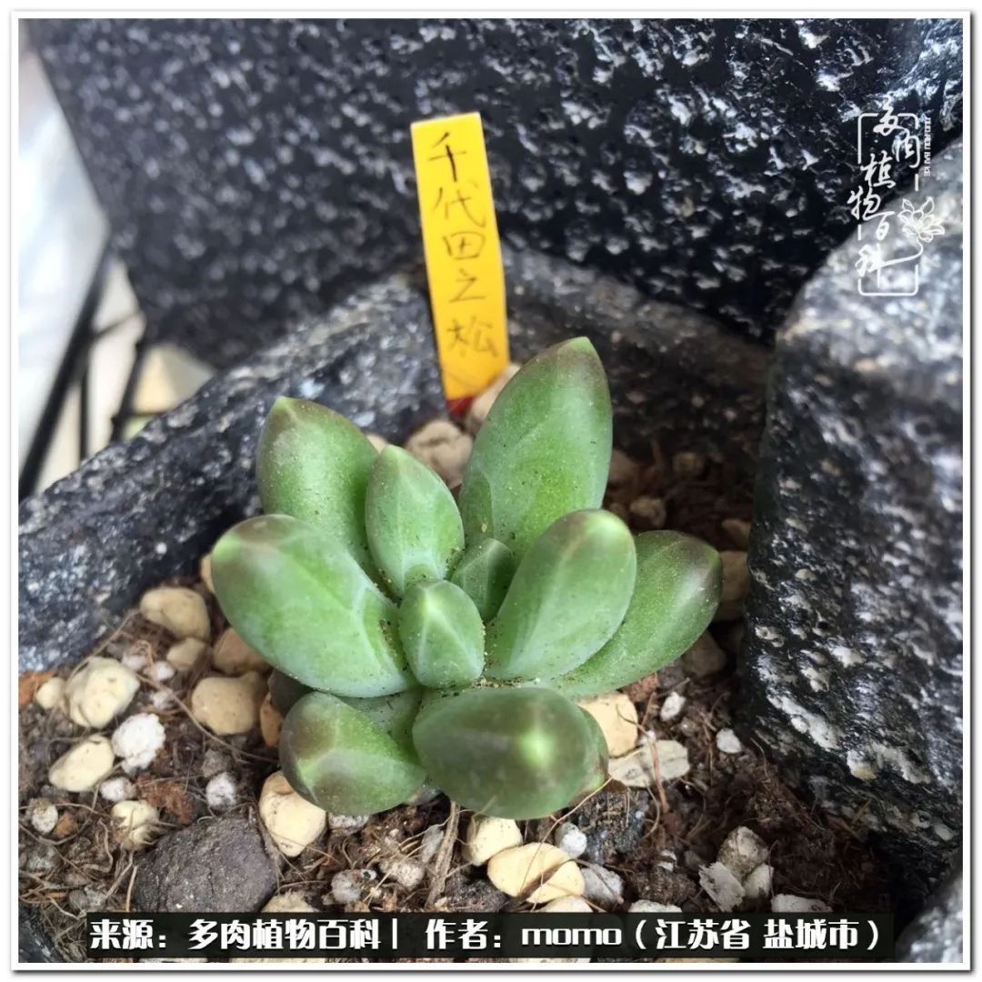 露养一个月的多肉图片,露养多肉春天外面过夜么