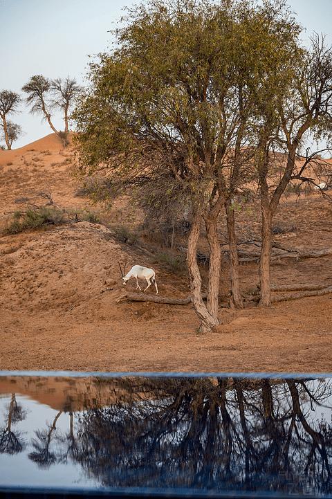 阿联酋丽思卡尔顿,阿联酋野奢帐篷