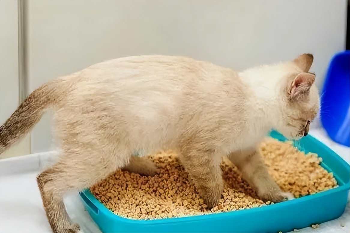 劣质猫砂熏眼睛吗,劣质猫砂的危害