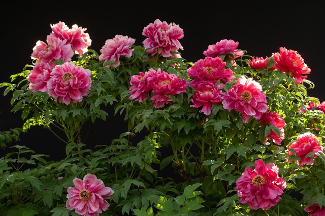 最美的国花牡丹,美丽壮观的国花牡丹