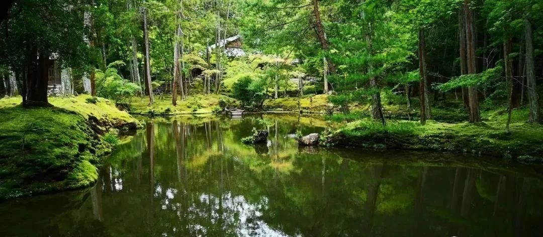 日本枯山水景观,日本枯山水中的树是什么树