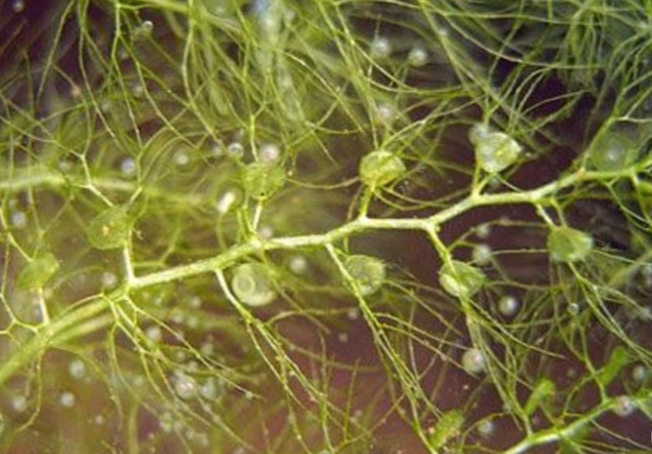 什么植物吃虫子效果最好,能捕捉虫子的三种植物