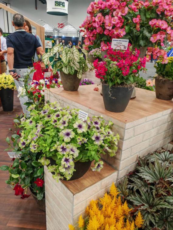 美国最大的农业产品展会,美国最顶级盆景展