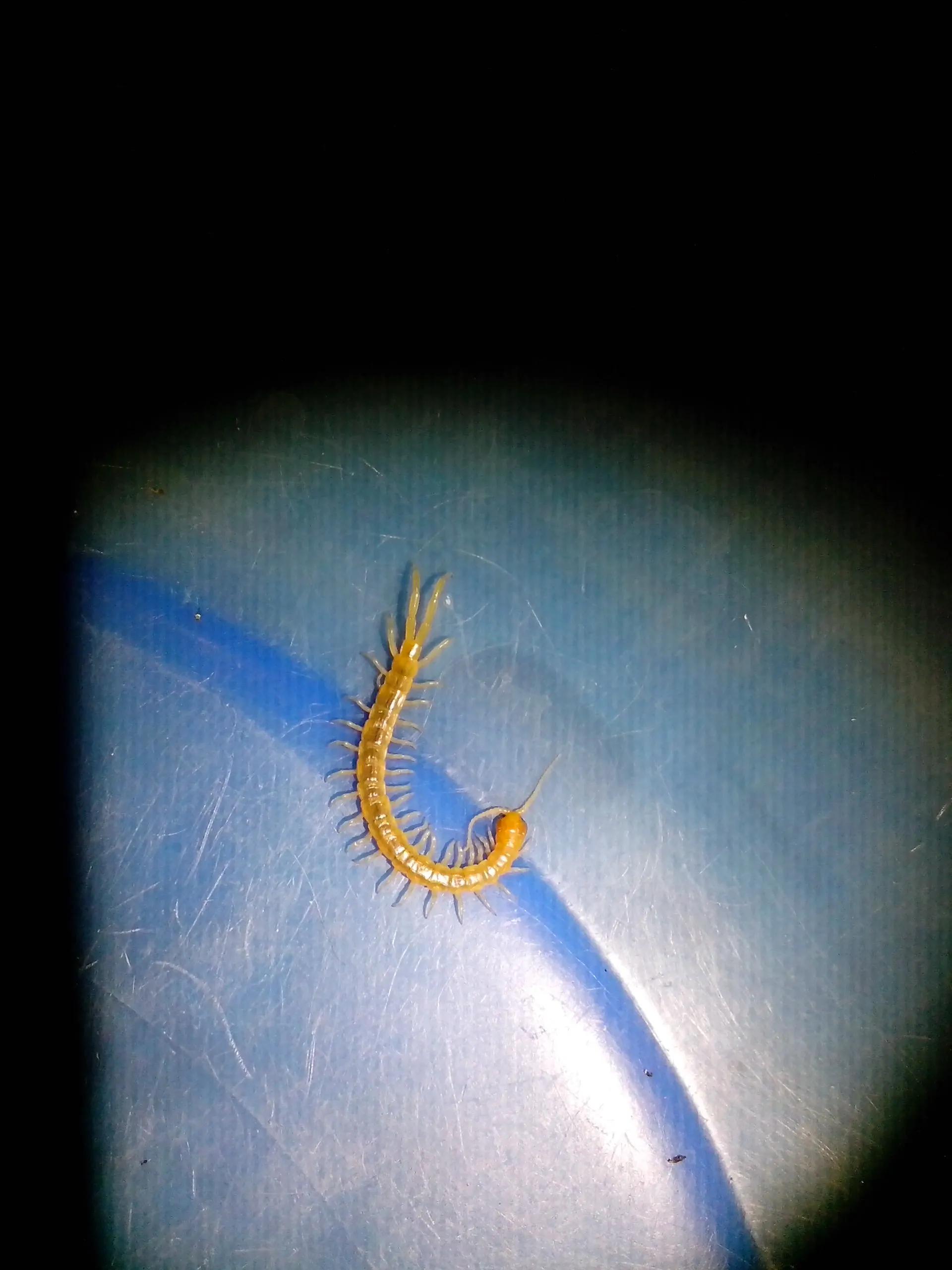 家里会出现的小虫子有哪些,家里常出现小虫子有哪些