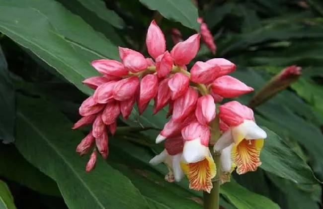 春夏之交，越来越多的花含苞欲放，这一百种娇媚蓓蕾真是美不胜收