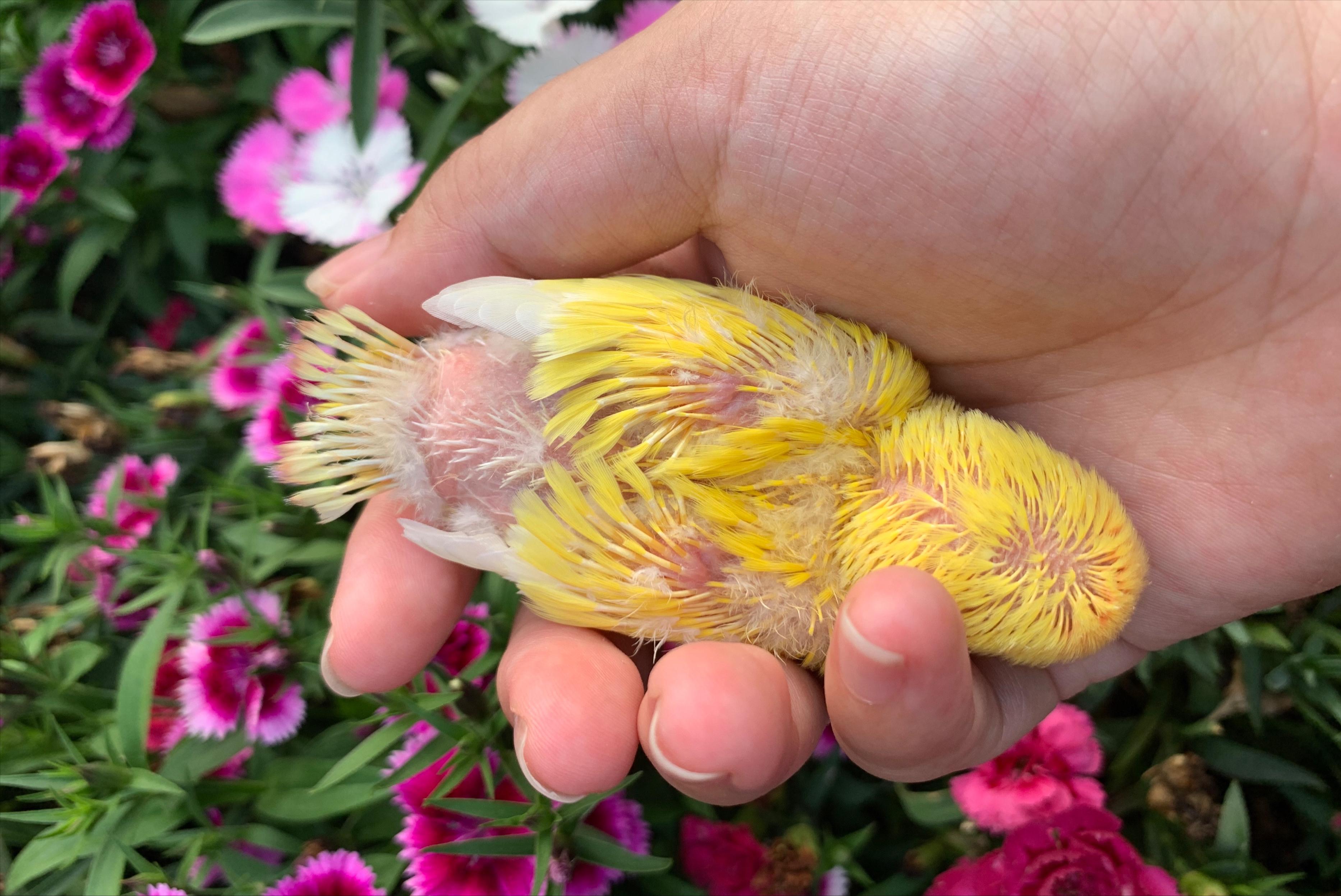 如何手养一只幼鸟鹦鹉,怎么从小养大一只鹦鹉