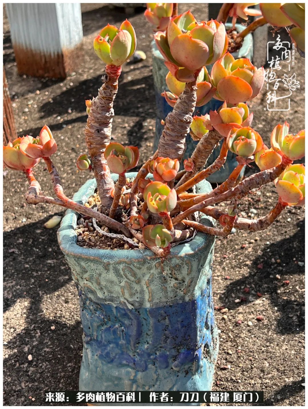 多肉夏季不好养品种有哪些,高花盆为什么养不好多肉