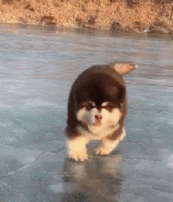 这7种狗公认无攻击性很适合家养,什么狗听话好养又聪明又大容易胖