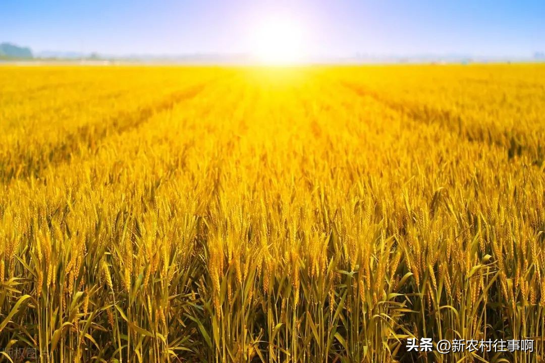 下半年农村这三样东西要涨价,2023哪五类东西要涨价