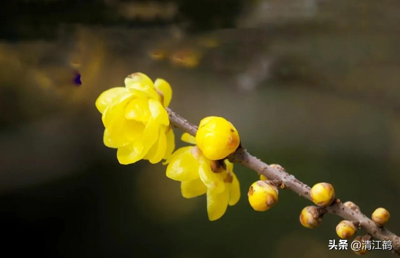 腊梅病虫害图片,腊梅病害