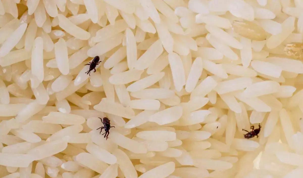 谷象的特征习性,农村谷堆的图片有吗