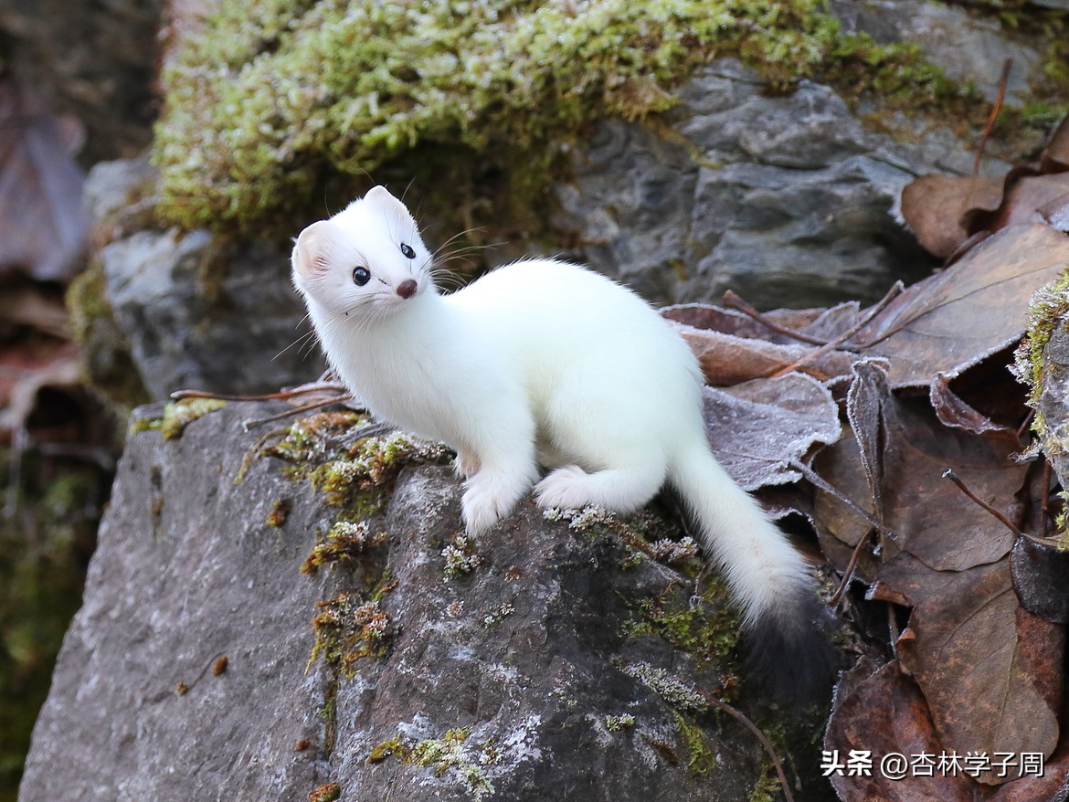 英国王室穿加冕袍图片 (英国王室的加冕椅)