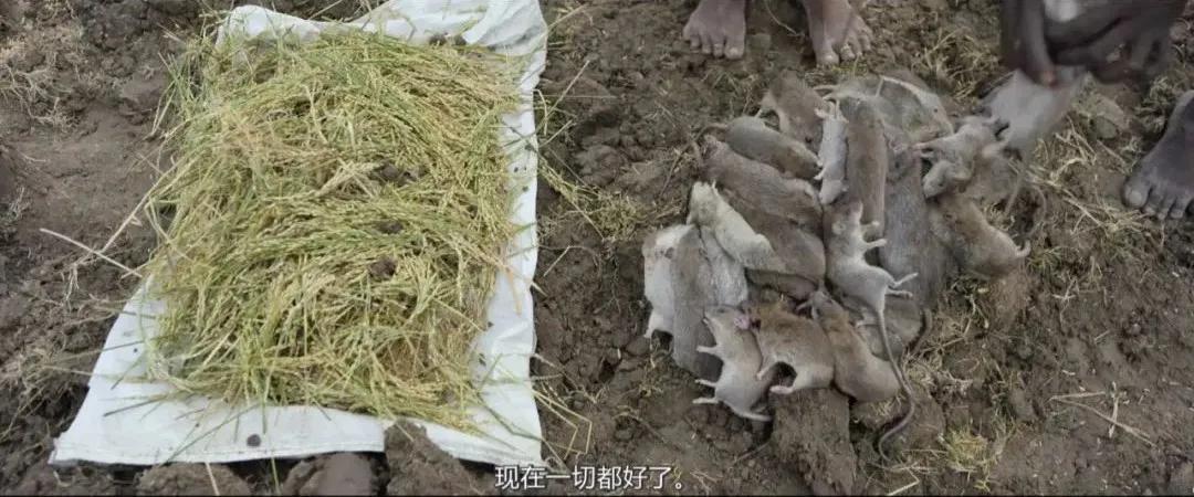 新上映印度神片,最新印度神片