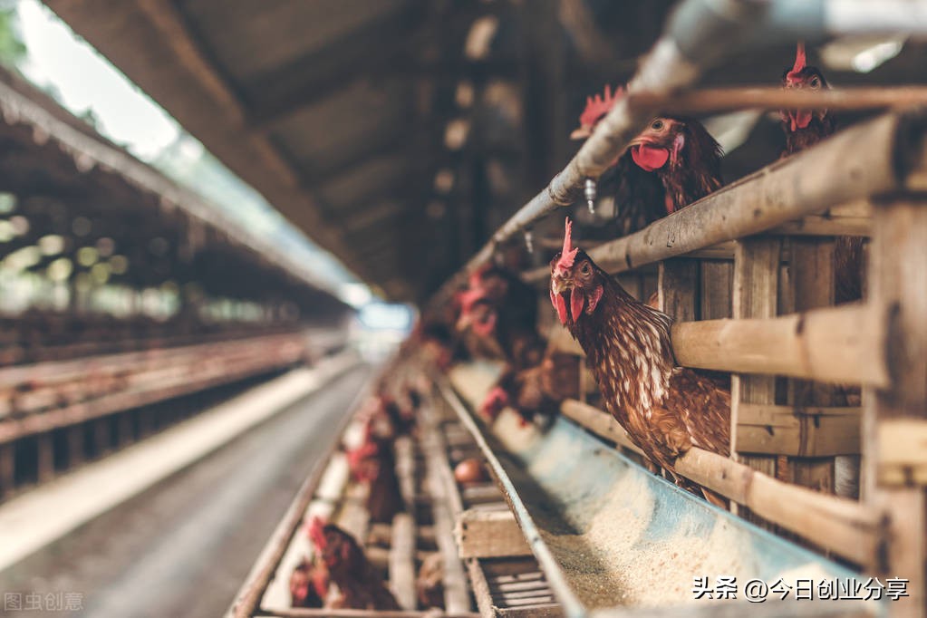 创业致富记,创业记如何变现