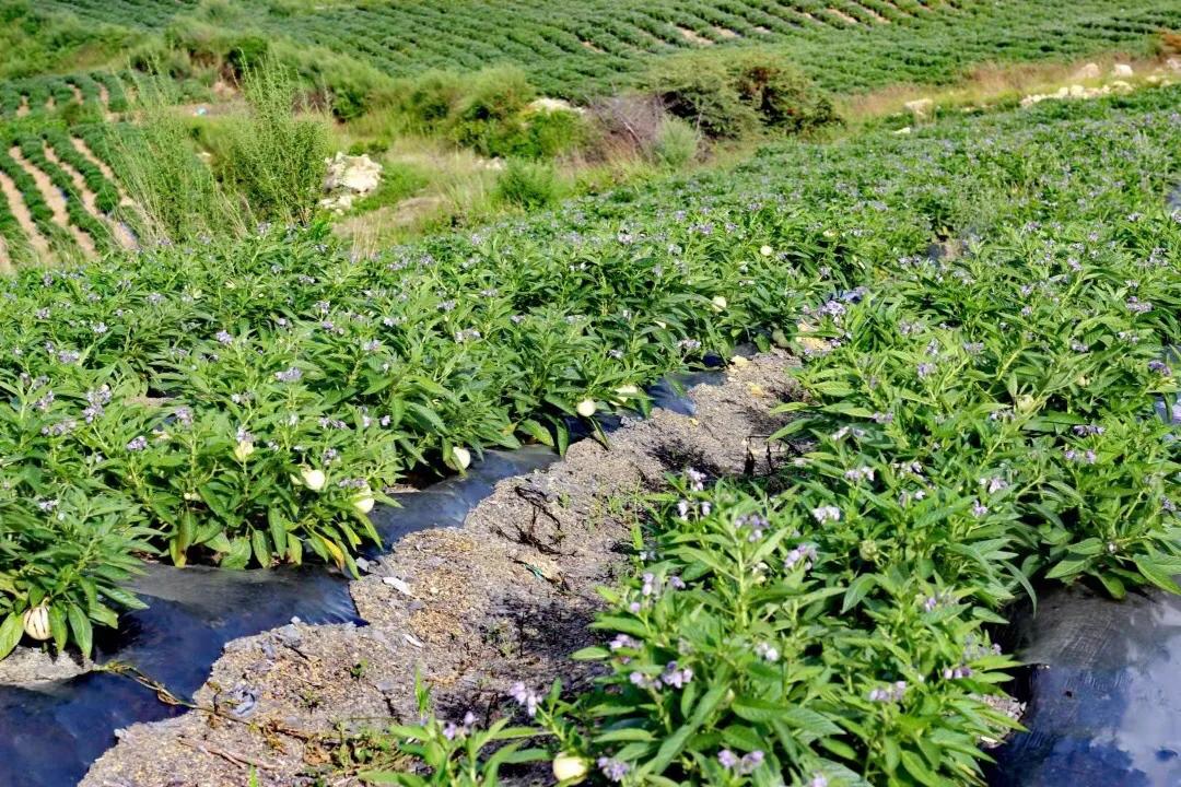 走遍田间.高端水果礼盒周期配，送出新意，送出新鲜